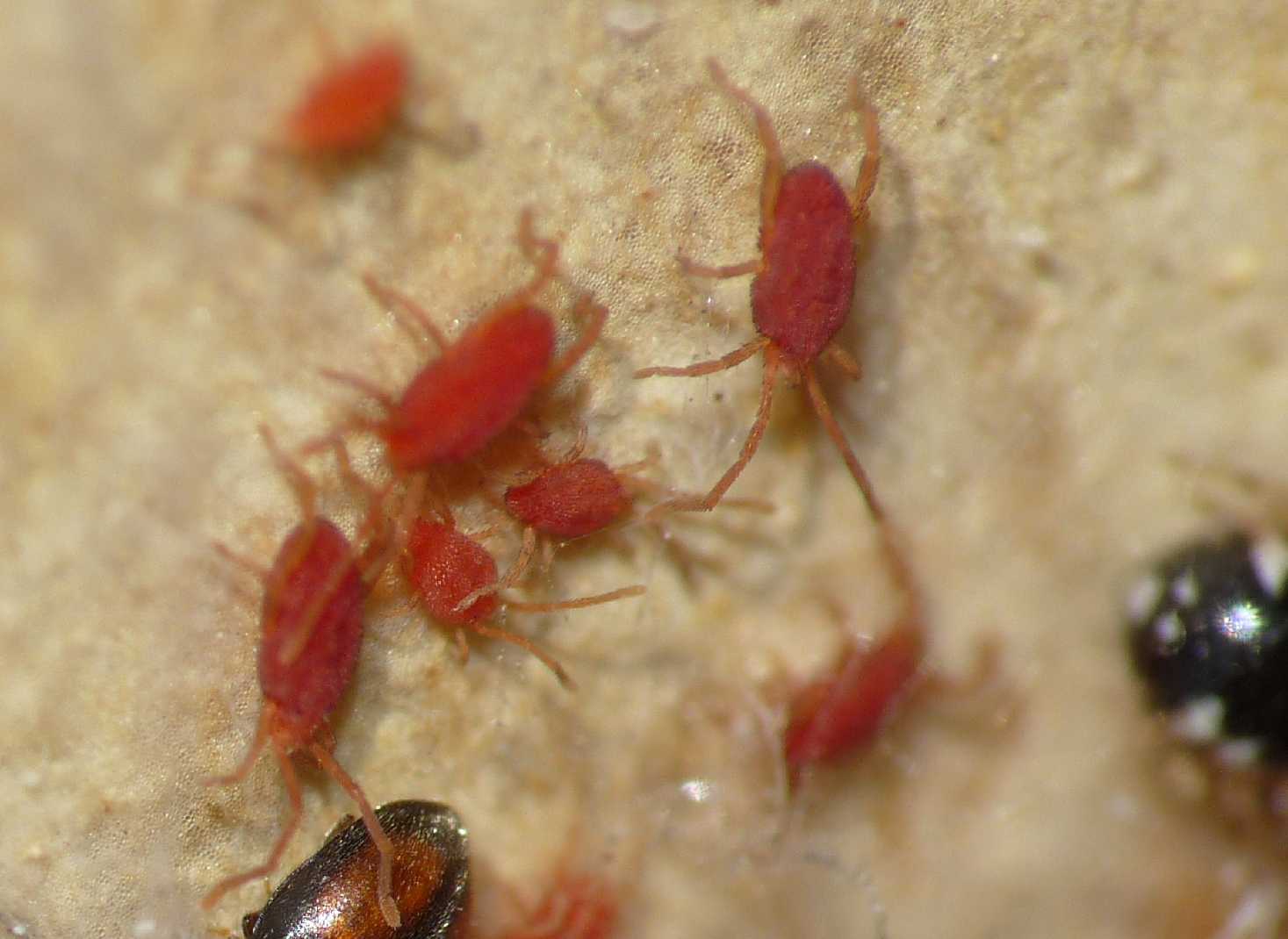 Acaro rosso piatto (fam. Smarididae)